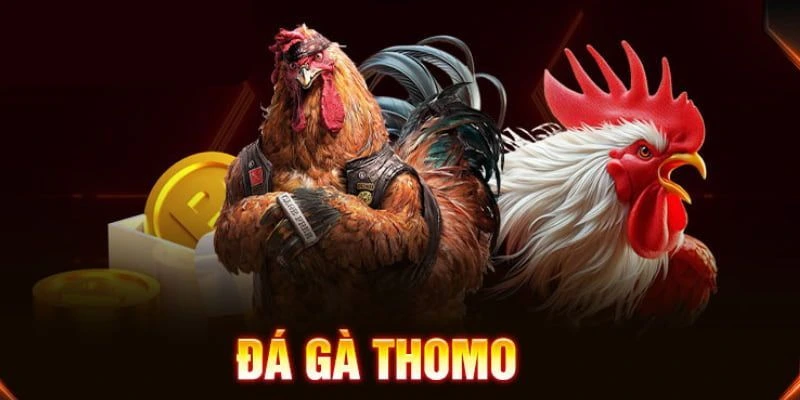Ưu điểm khi tham gia đá gà Thomo 23win 