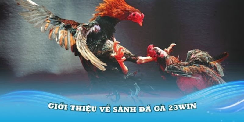 Giới thiệu đá gà trực tiếp 23win 